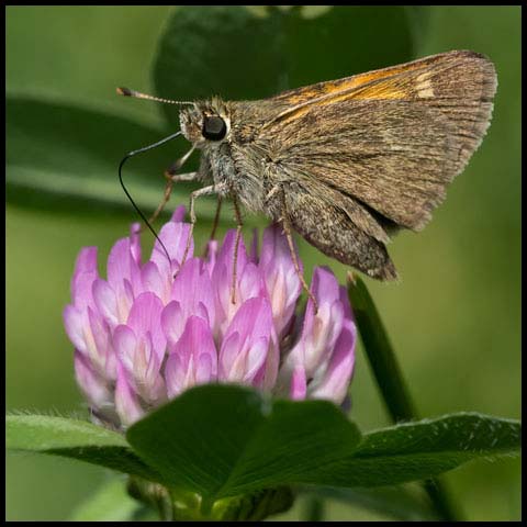 Tawny-edged Skipper