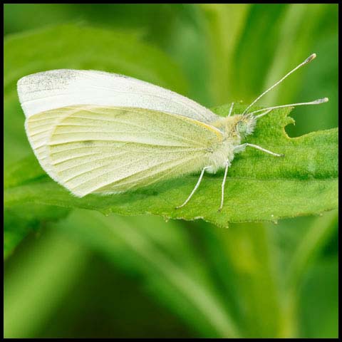 Cabbage White