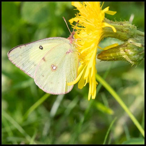 Sulphur & White Butterflies