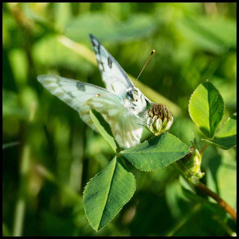 Western White