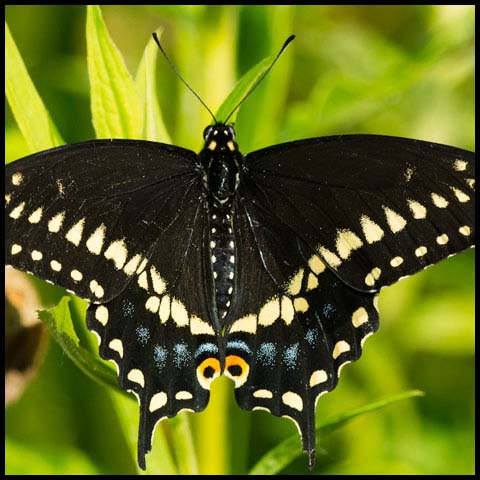 Black Swallowtail