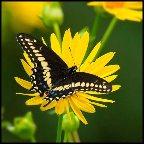 Black Swallowtail