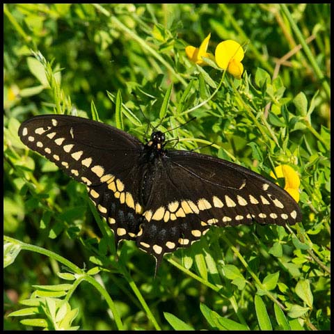 Black Swallowtail