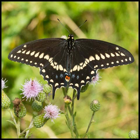 Black Swallowtail