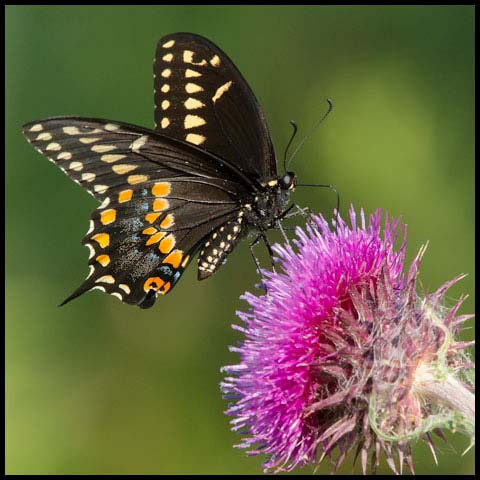 Black Swallowtail