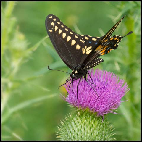 Black Swallowtail