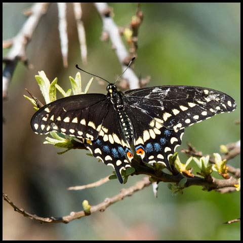 Black Swallowtail