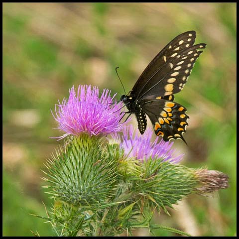 Black Swallowtail