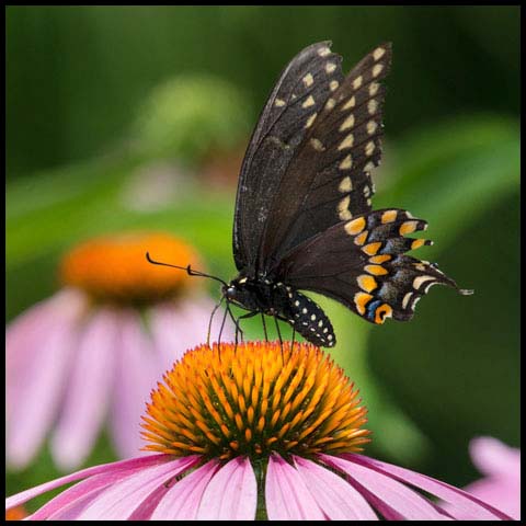 Black Swallowtail