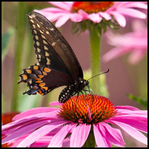 Black Swallowtail