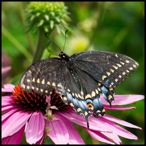 Black Swallowtail