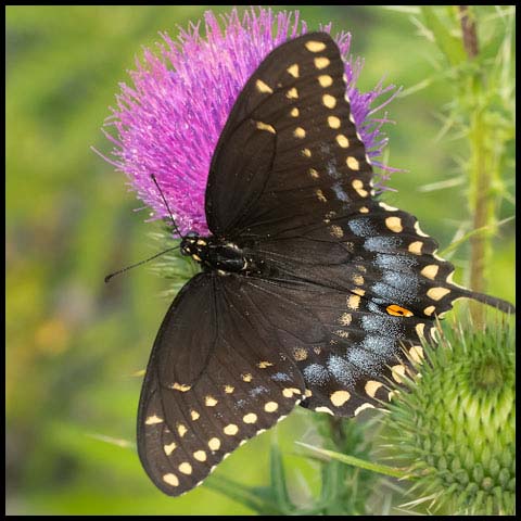 Black Swallowtail