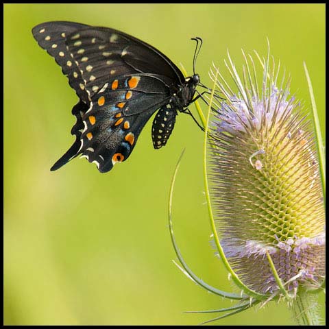 Black Swallowtail