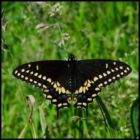 Black Swallowtail