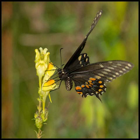 Black Swallowtail