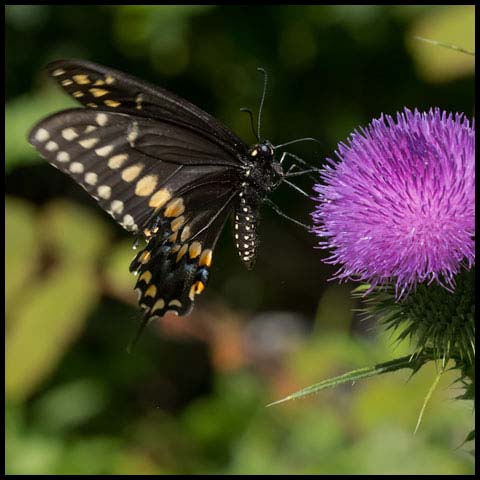 Black Swallowtail