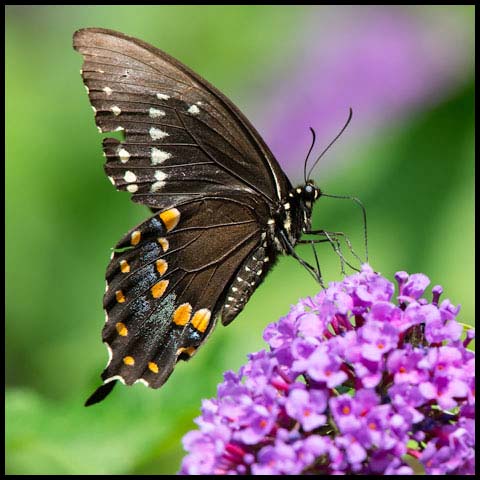 Spicebush Swallowtail Butterfly