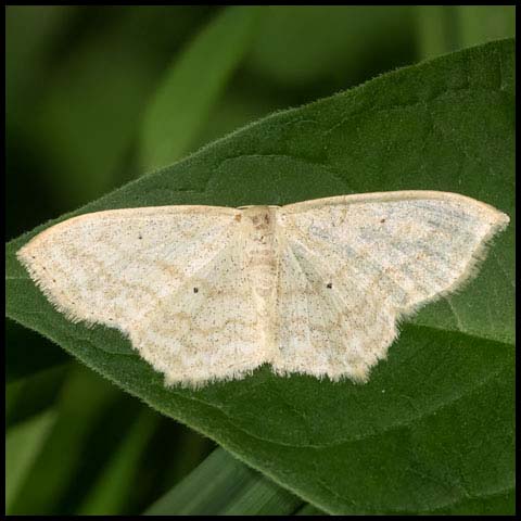 Large Lace-border Moth