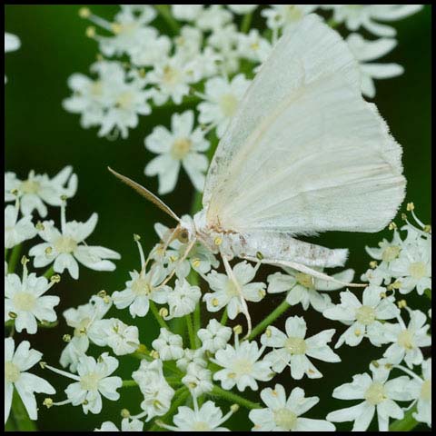 Pale Beauty