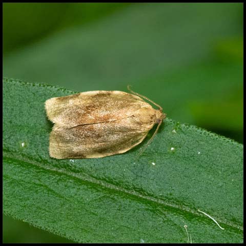 Broken-banded Leafroller Moth