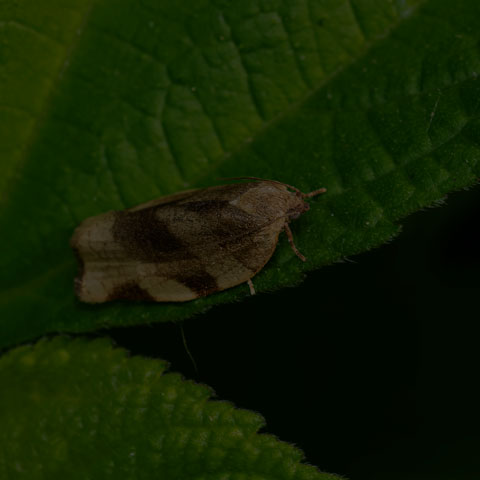 Broken-banded Leafroller Moth