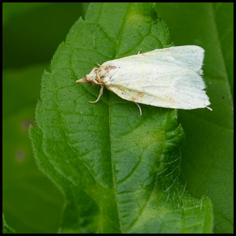 Maple Basswood Leafroller Moth
