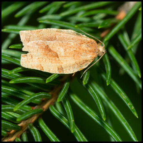 Oblique-banded Leafroller Moth
