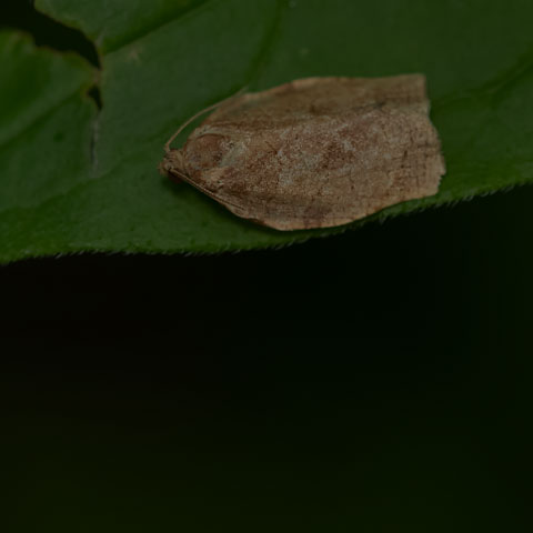 Oblique-banded Leafroller Moth
