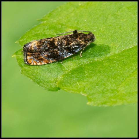 Leafroller Moth