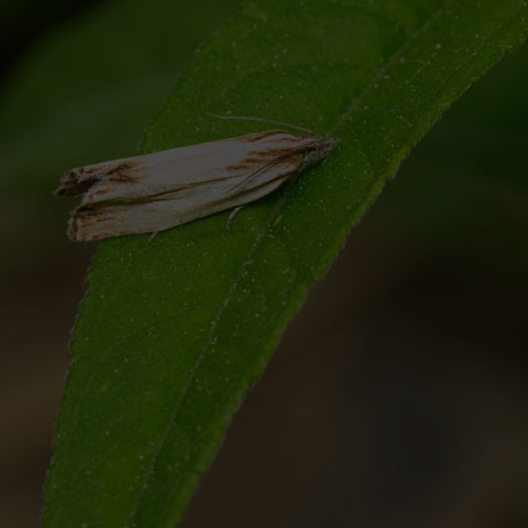 Leafroller Moth