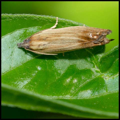 Leafroller Moth