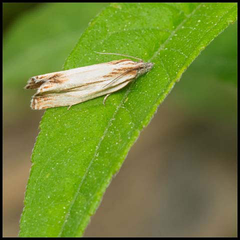 Rayed Leafroller Moth