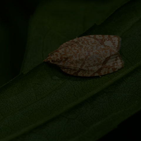 Yellow-winged Oak Leafroller Moth