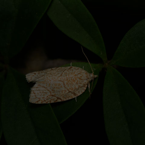 Yellow-winged Oak Leafroller Moth