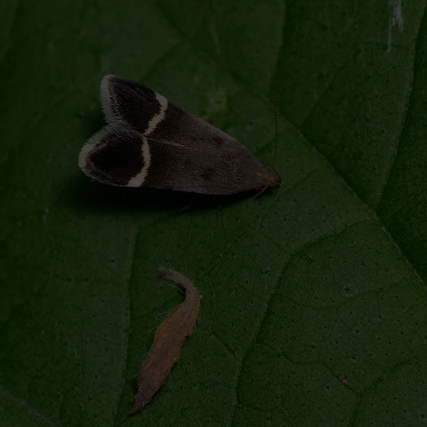 Agrimony Anacampsis Moth