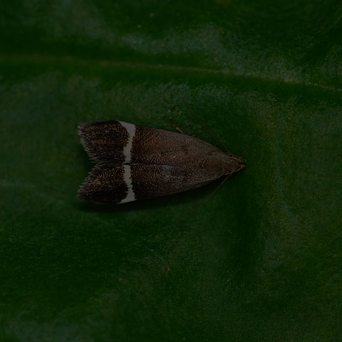 Agrimony Anacampsis Moth