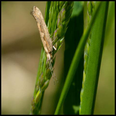 Diamondback Moth