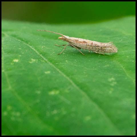 Diamondback Moth