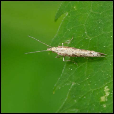 Diamondback Moth