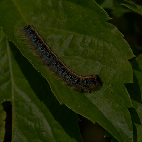 Eastern Tent Caterpillar Moth