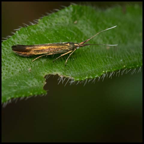 Large Clover Casebearer Moth