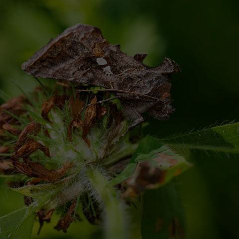 Common Looper Moth