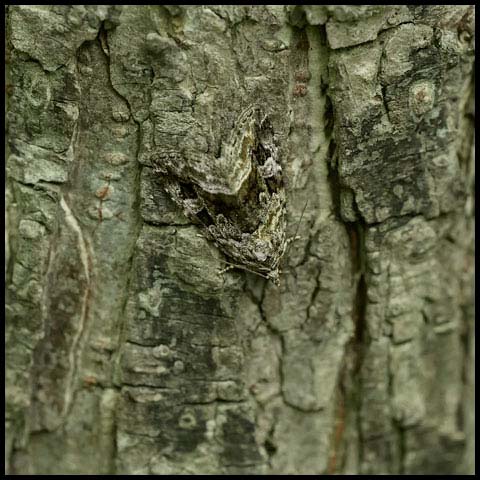 Large Mossy Glyph