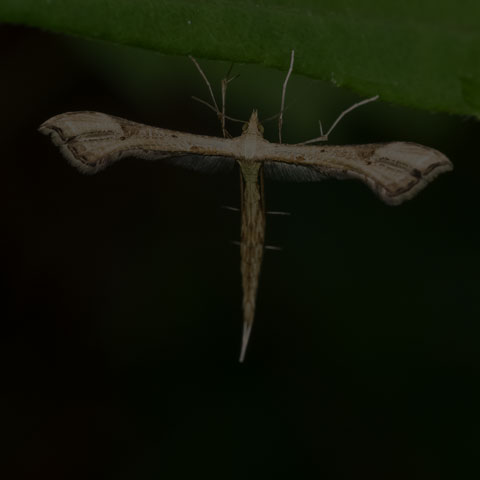 Artichoke Plume Moth