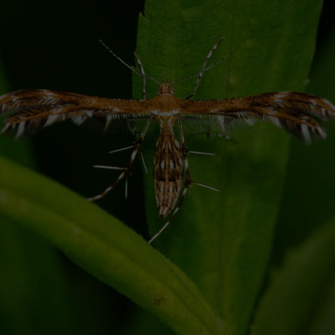Lobed Plume Moth