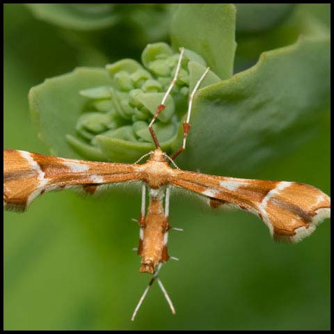 Rose Plume Moth