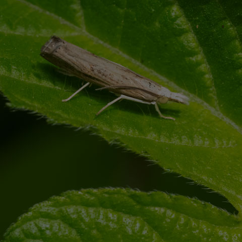 Bluegrass Webworm Moth