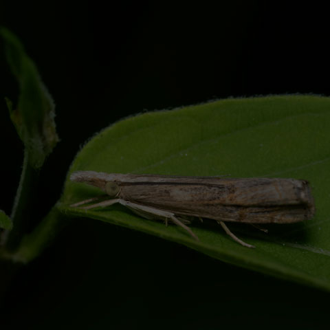 Bluegrass Webworm Moth