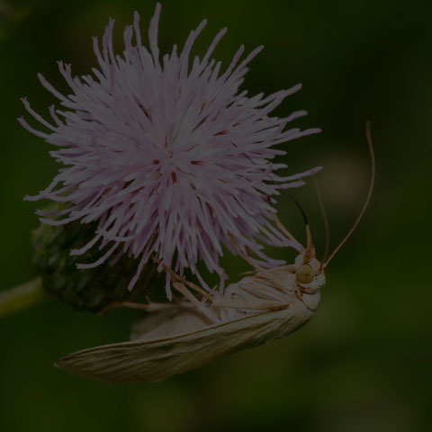 Carrot Seed Moth