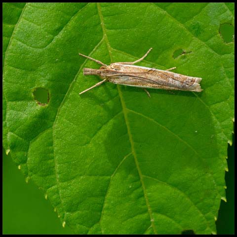 Common Grass-Veneer